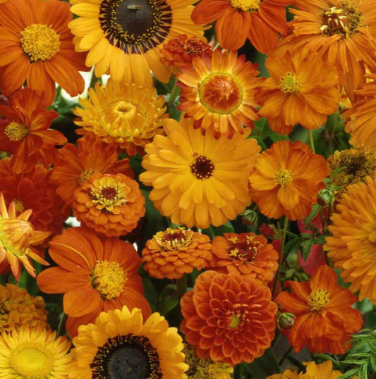 Orange Annual Wildflower Seed Mix
