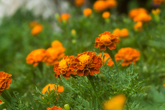 Orange Annual Wildflower Seed Mix