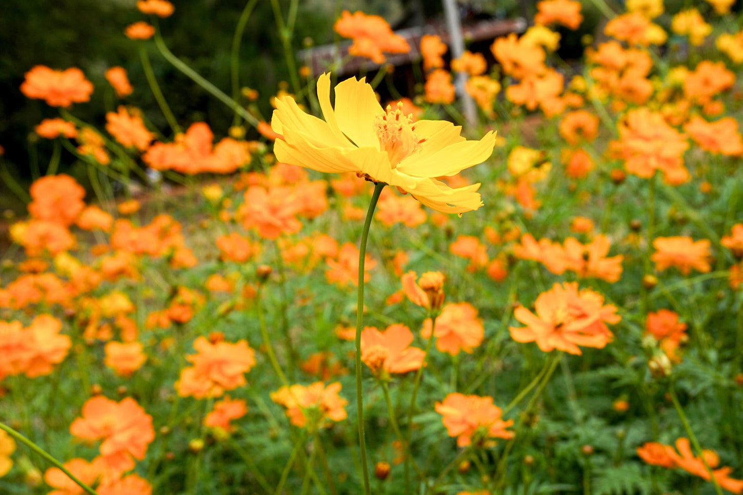 Cosmos Dwarf Orange Sulfur