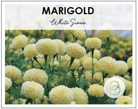 Marigold White Swan