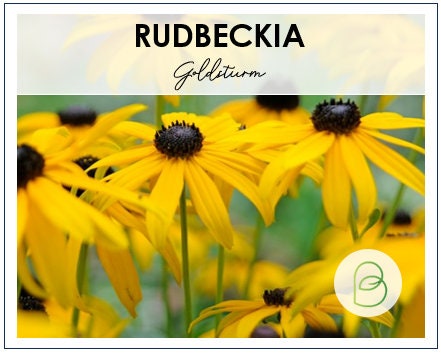 Rudbeckia Goldsturm