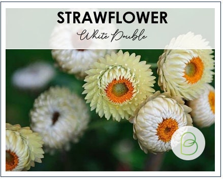 Strawflower White Double