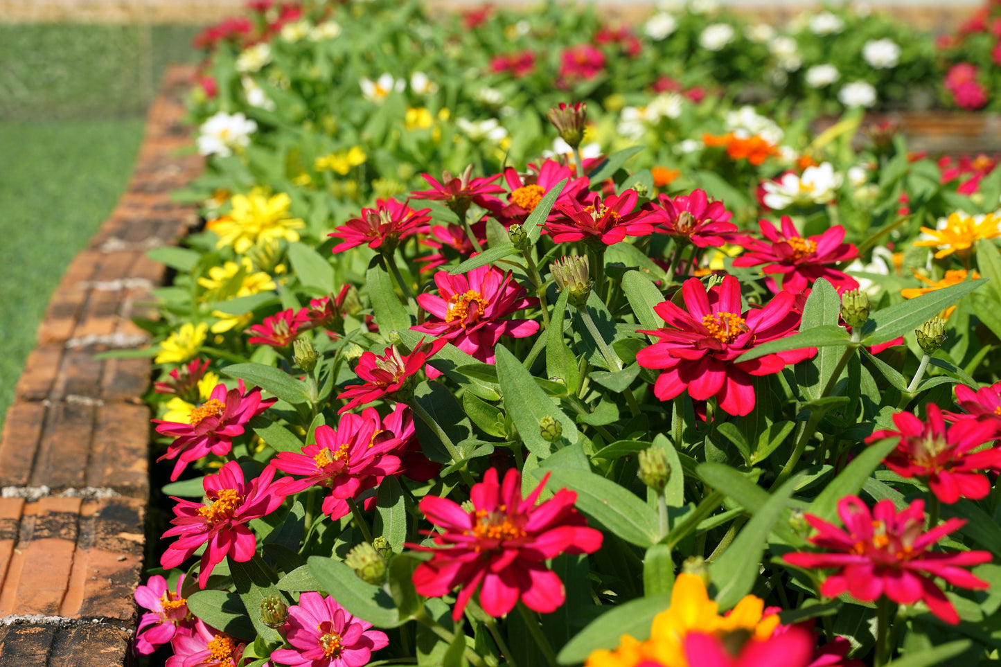 Zinnia Zahara™ Billiant Mix