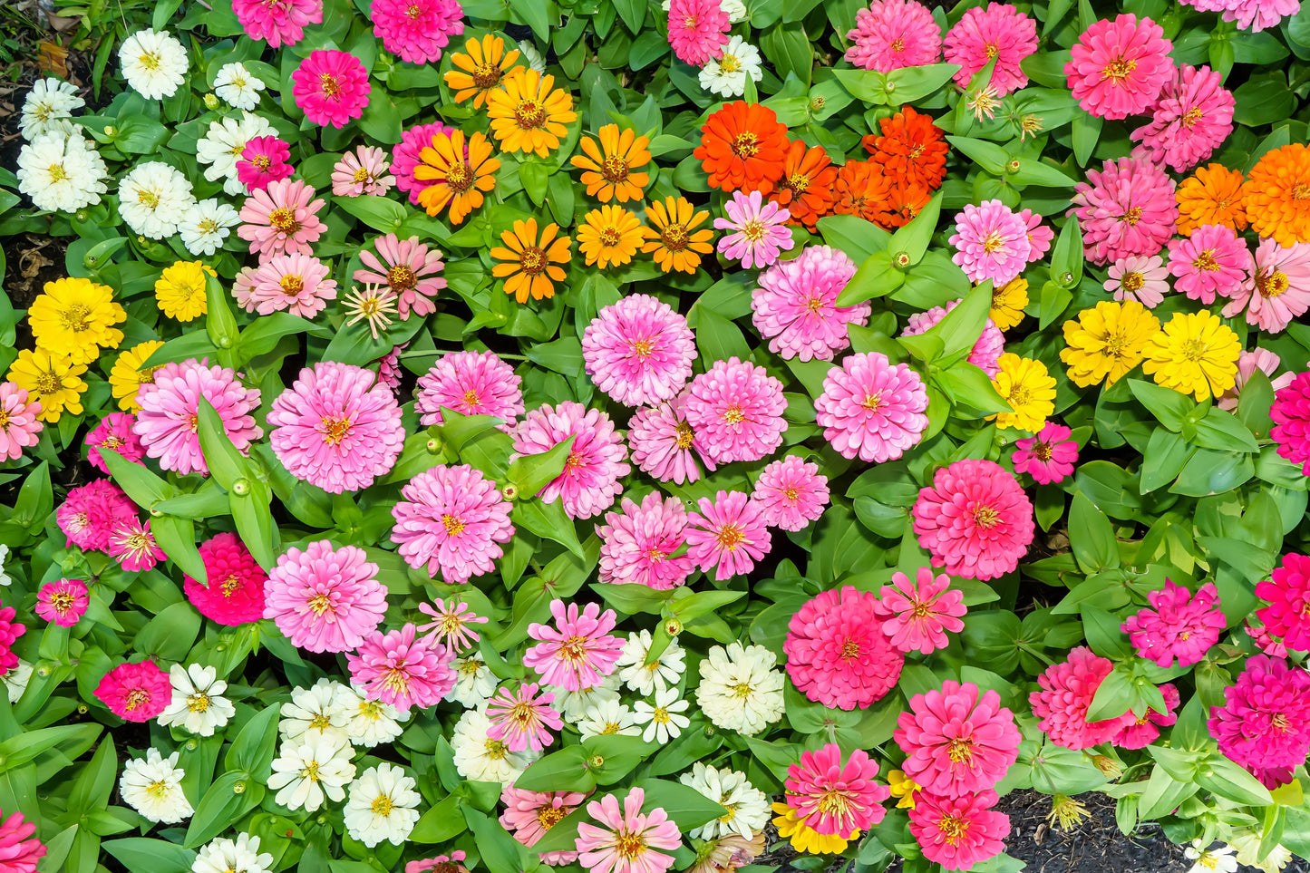 Zinnia Zahara™ Billiant Mix