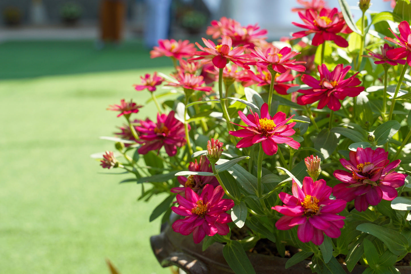 Zinnia Zahara™ Billiant Mix