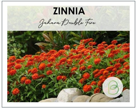 Zinna Zahara™ Double Fire