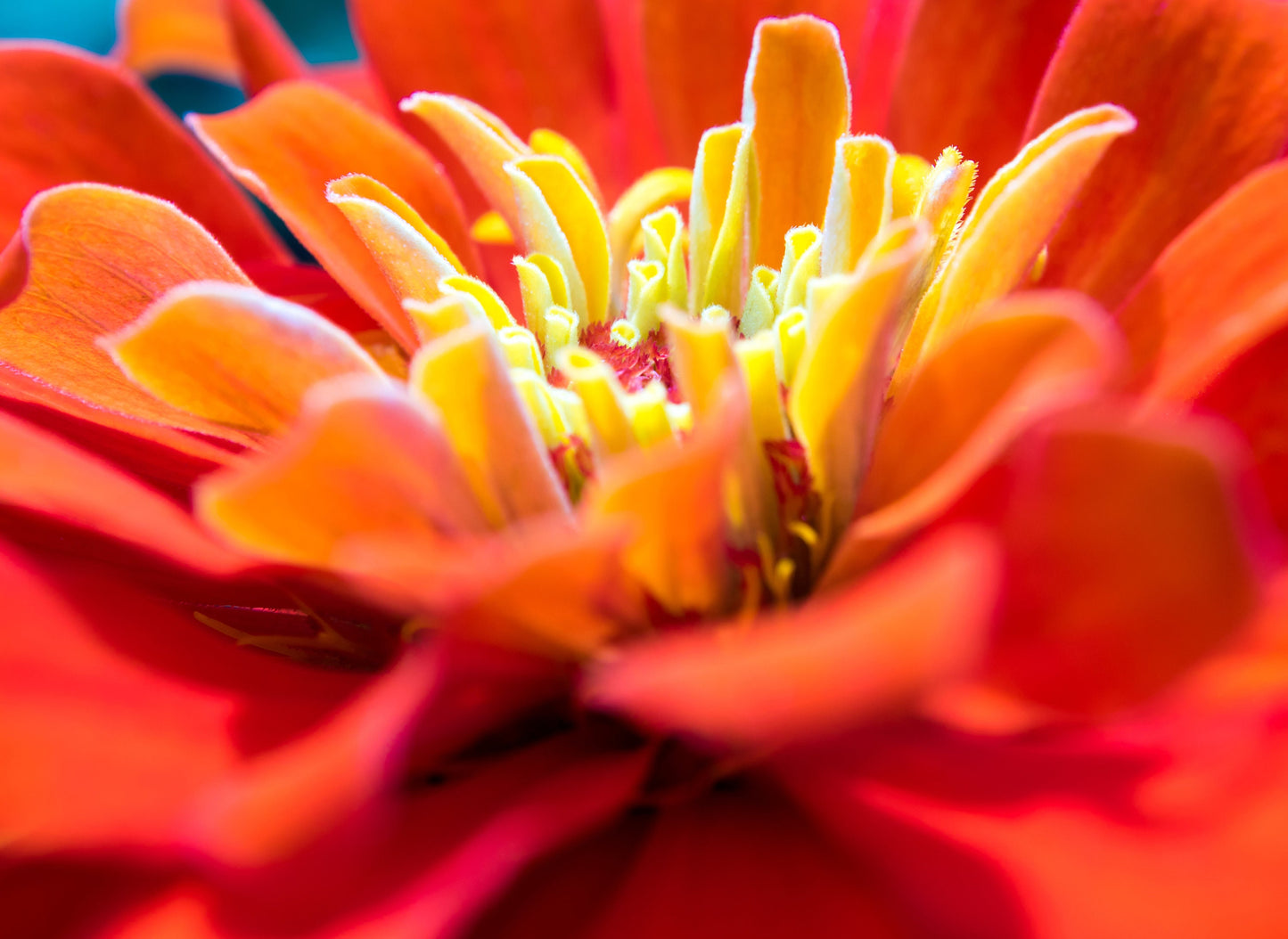 Zinna Zahara™ Double Fire
