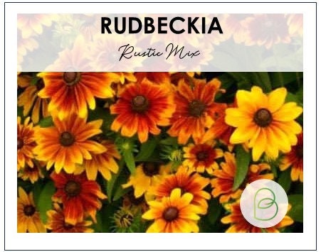 Rudbeckia Rustic Mix