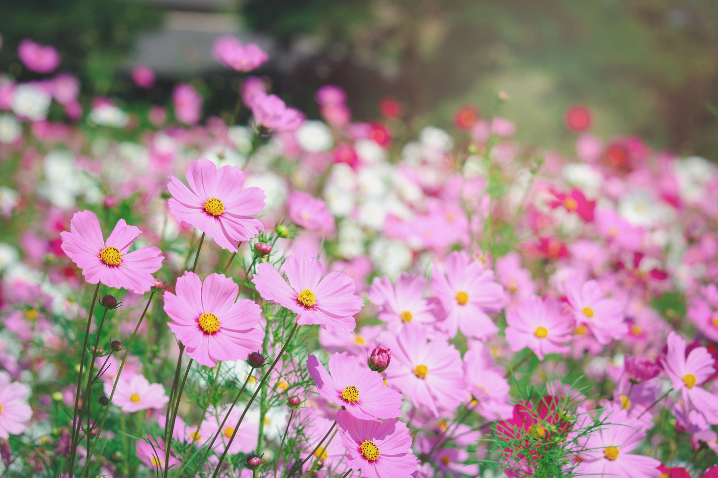 Pink Annual Wildflower Seed Mix, 0.1 oz, Pollinator Garden Mix