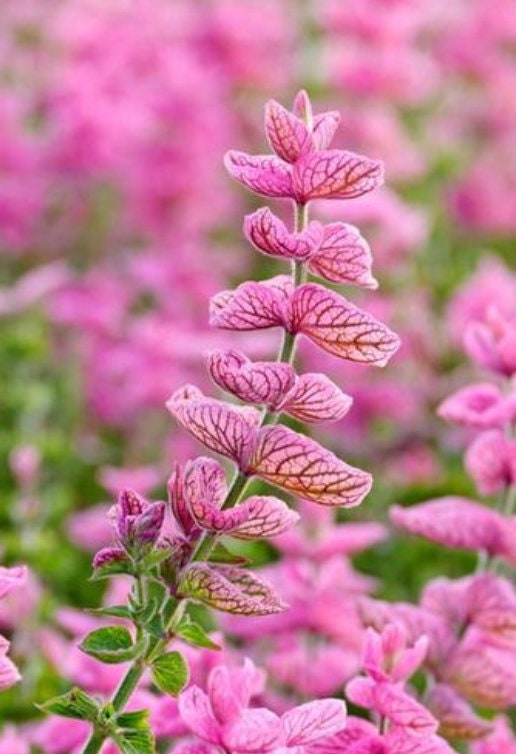 Pink Annual Wildflower Seed Mix, 0.1 oz, Pollinator Garden Mix