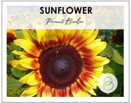 Sunflower Procut Bicolor