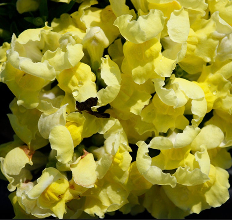 Snapdragon Twinny Yellow Shades