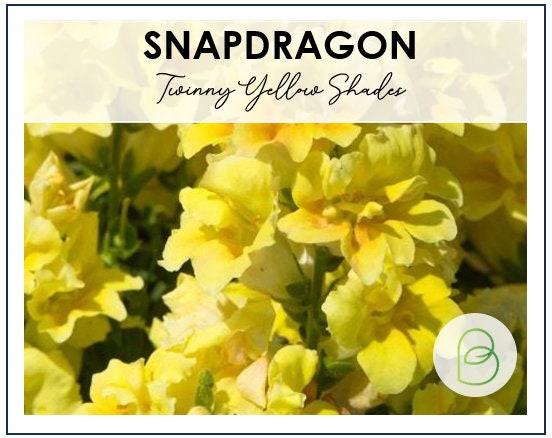 Snapdragon Twinny Yellow Shades