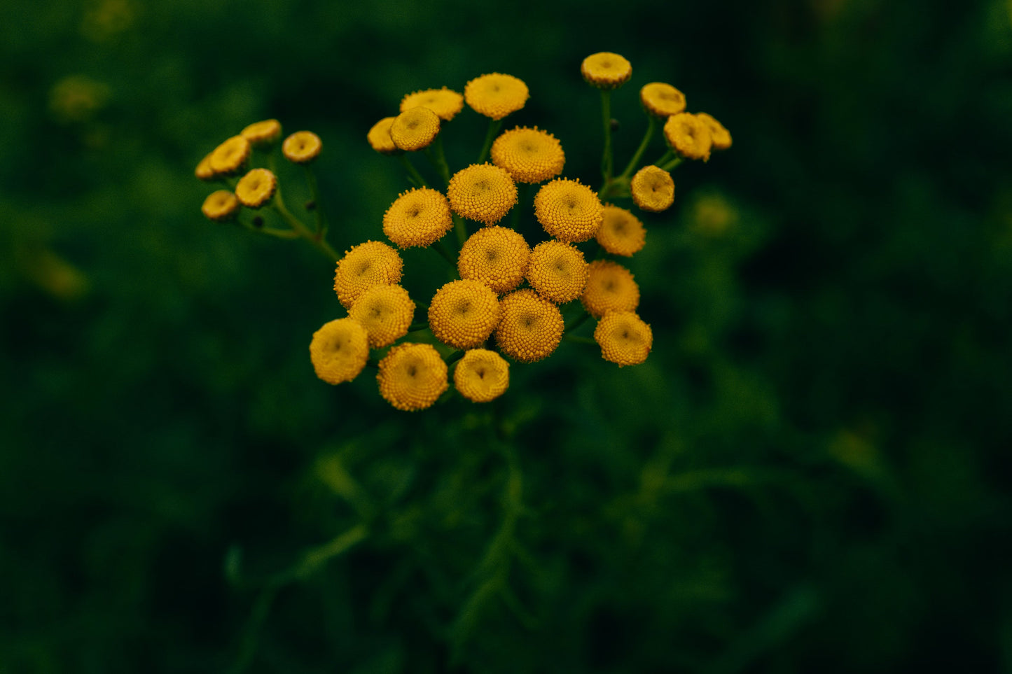 Feverfew Victory Double Yellow