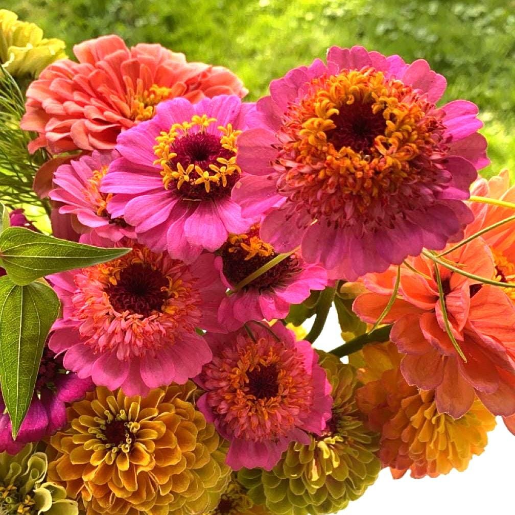 Zinnia Cupcake Rose