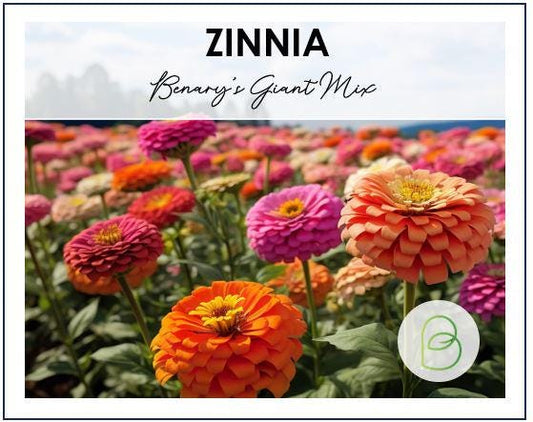 Zinnia Benary's Giant Mix