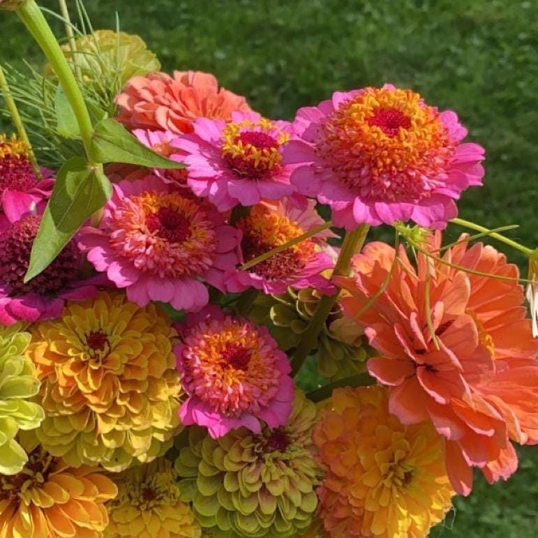 Zinnia Cupcake Rose