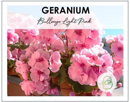 Geranium BullsEye Light Pink