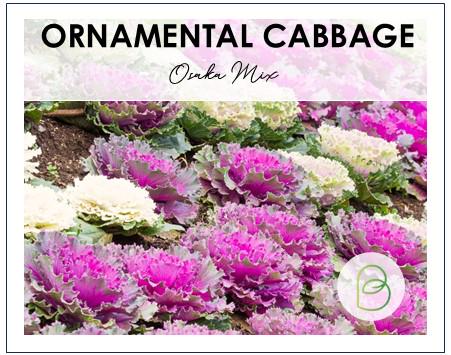 Osaka Mix Cabbage Seeds, Ornamental Cabbage Brassica Oleracea 20 Seeds