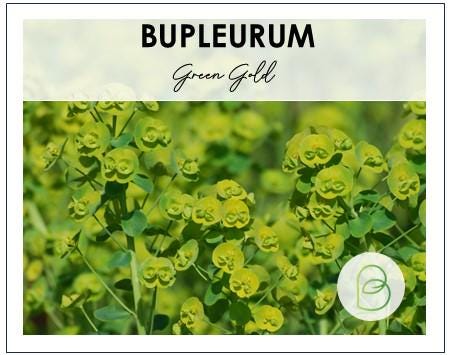 Bupleurum Green Gold