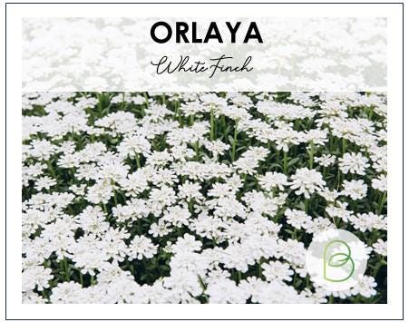 Orlaya White Finch