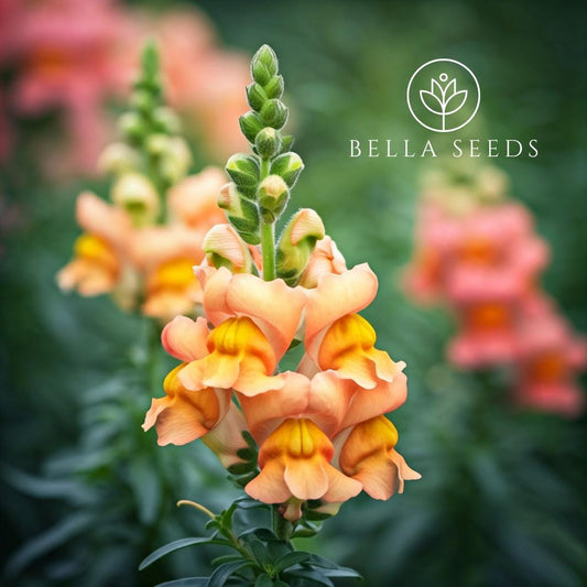 Snapdragon Floral Showers Apricot Bicolor