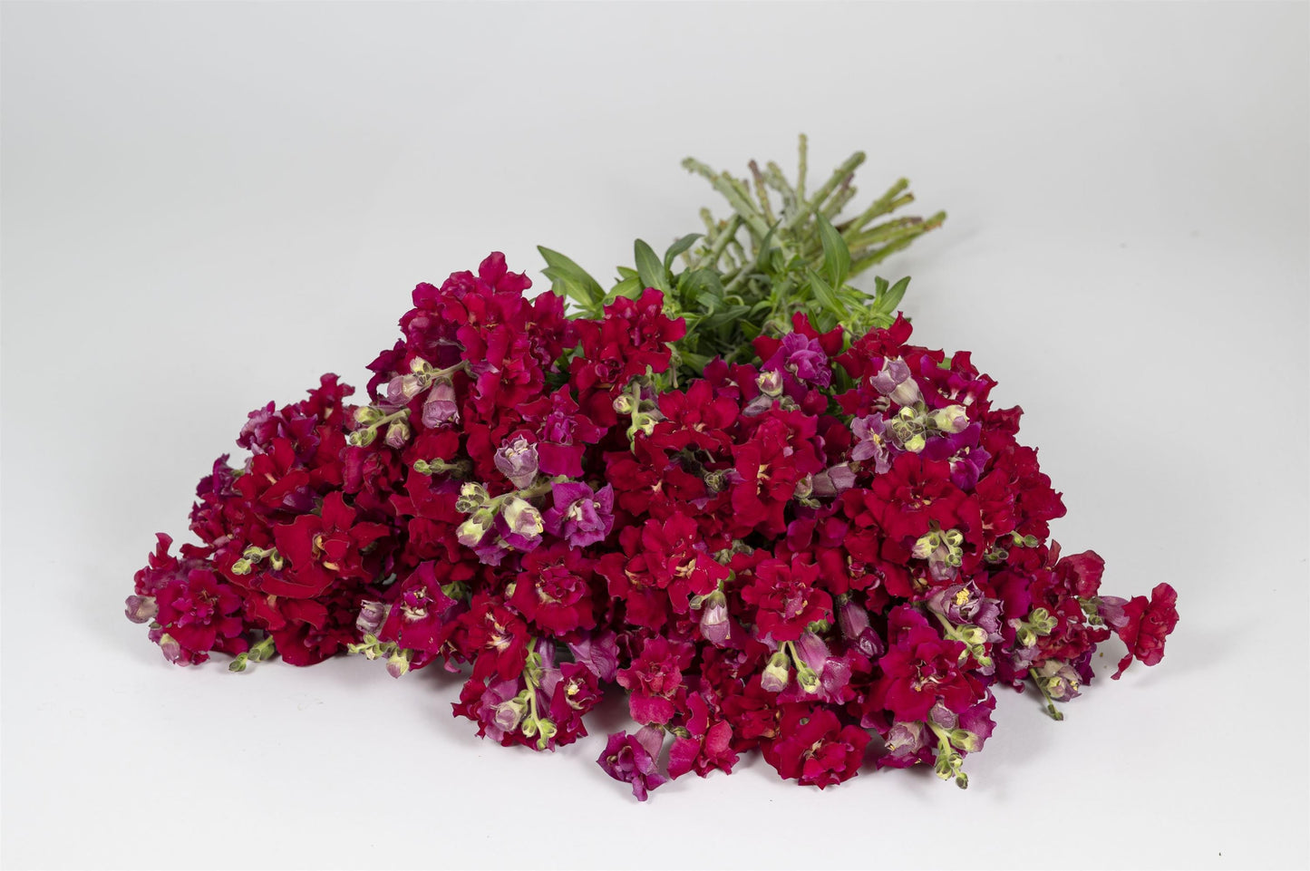 Snapdragon Madame Butterfly Red