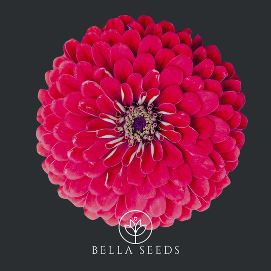 Zinnia Benary's Giant Wine