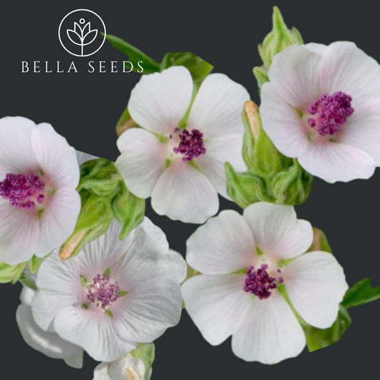 Marsh Mallow