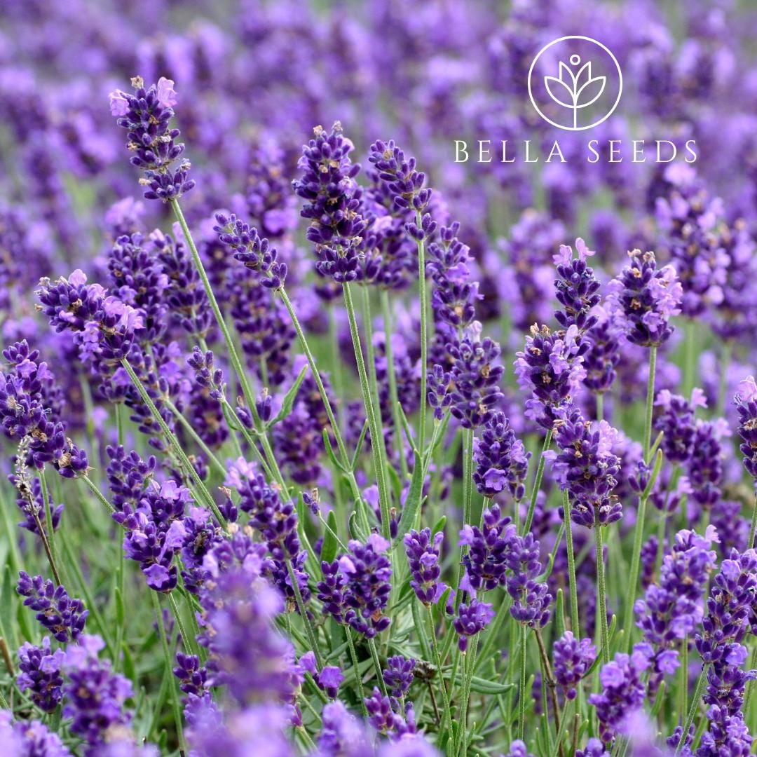 Lavender Vera