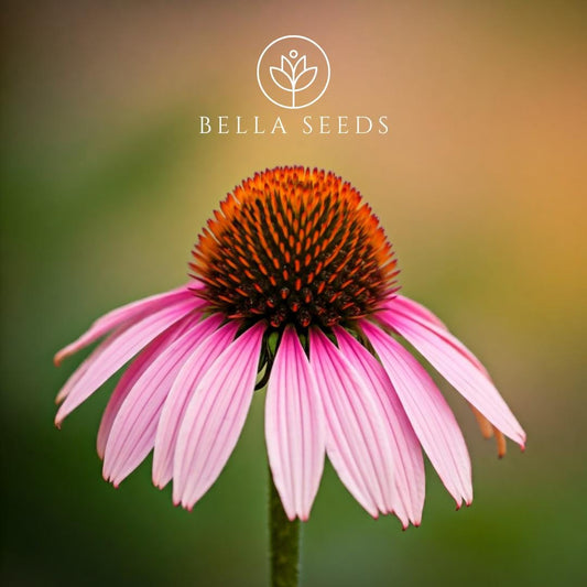 Echinacea (Coneflower)