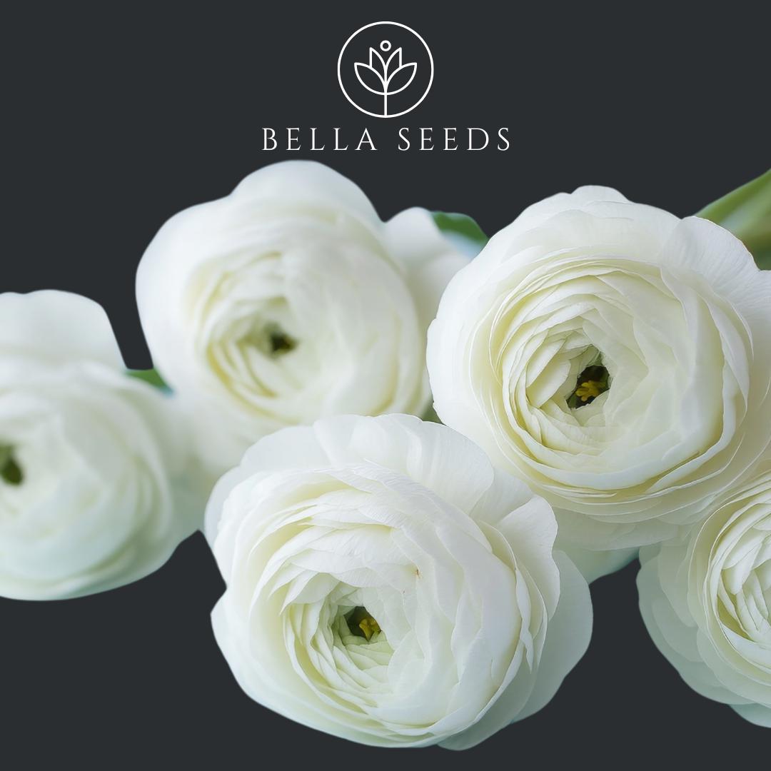 Ranunculus Half Clone Iceberg