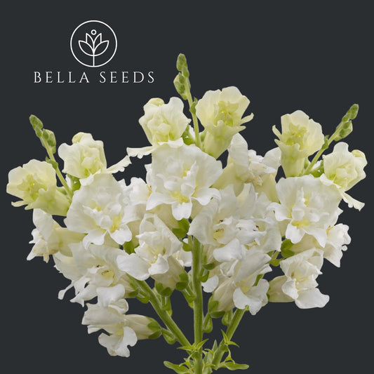 Snapdragon Madame Butterfly Ivory