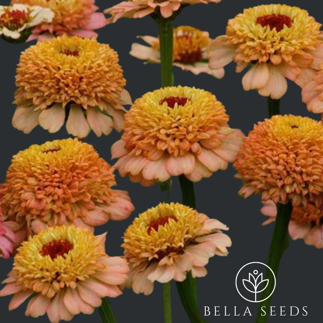 Zinnia Zinderella Peach