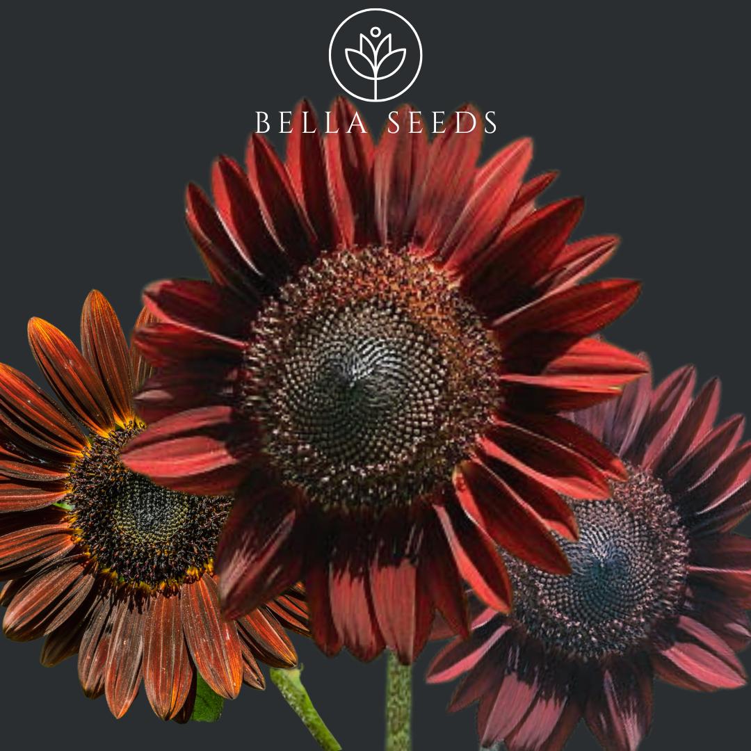 Sunflower Chocolate Cherry