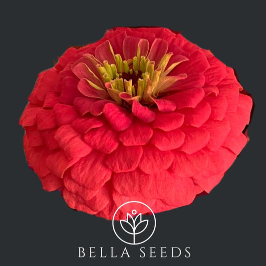 Zinnia Benary's Giant Bright Coral