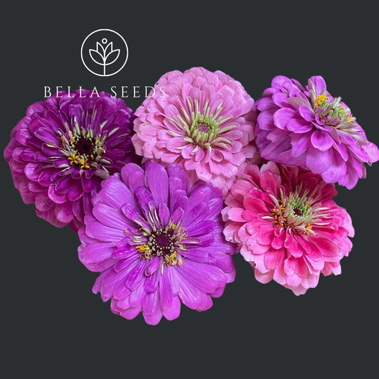 Zinnia Benary's Giant Adeline Mix