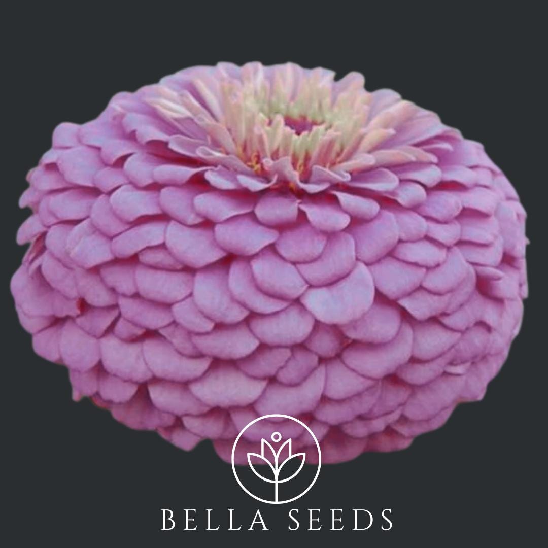 Zinnia Benarys Giant Lilac