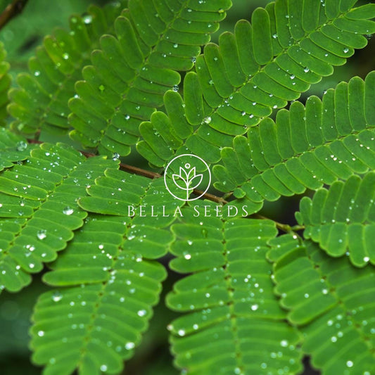 Sensitive Plant