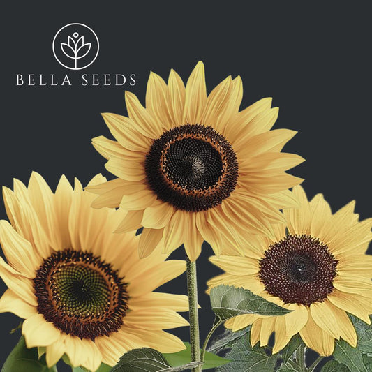 Sunflower Lemon Queen