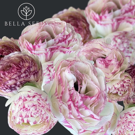 La Belle White Picotee Ranunculus Corms