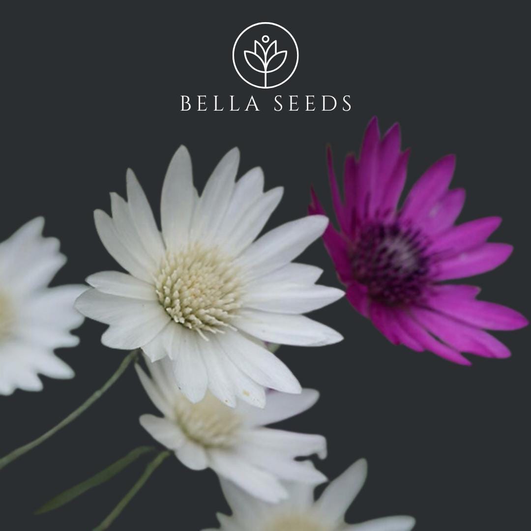 Xeranthemum Immortelle Mix