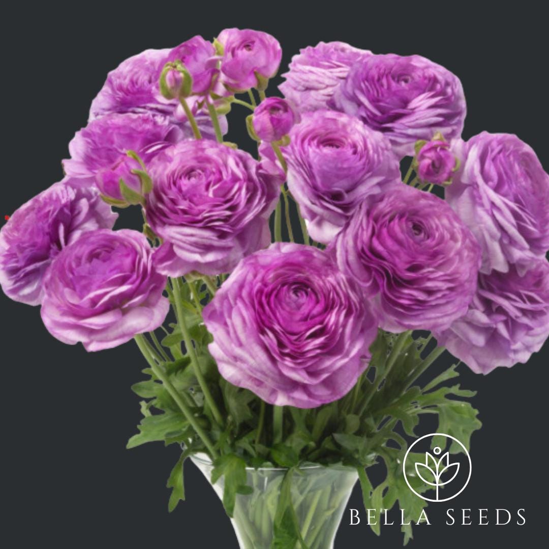 Ranunculus Romance Loubeyres