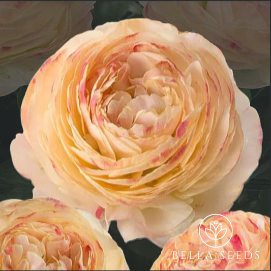 Romance Hydra Ranunculus Corms, Ranunculus Corms, Persian Buttercups
