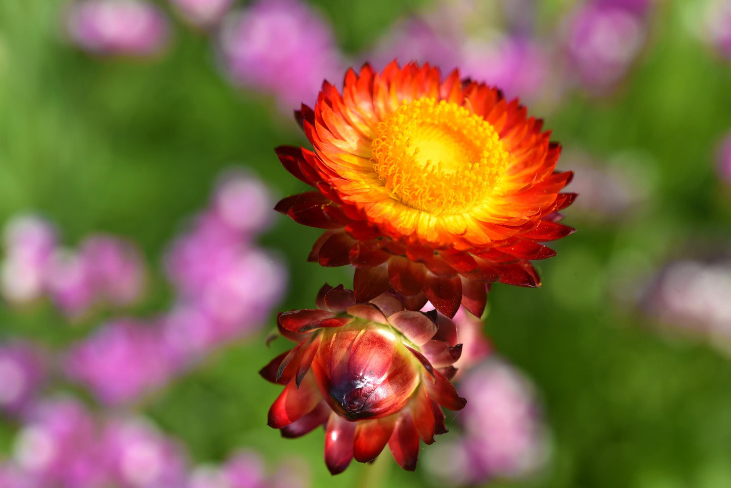 Strawflower King Size Fireball