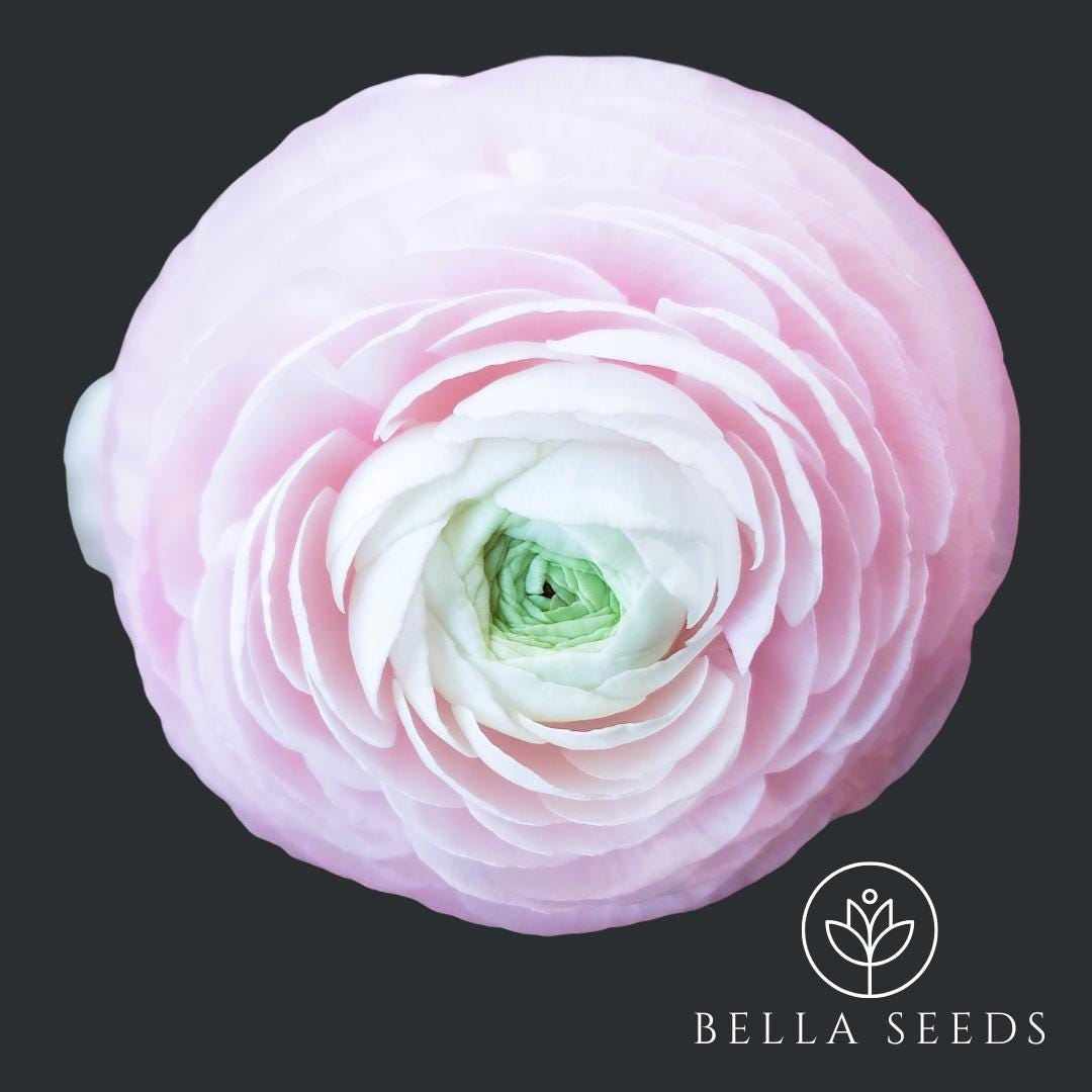 Ranunculus Clone Ginette