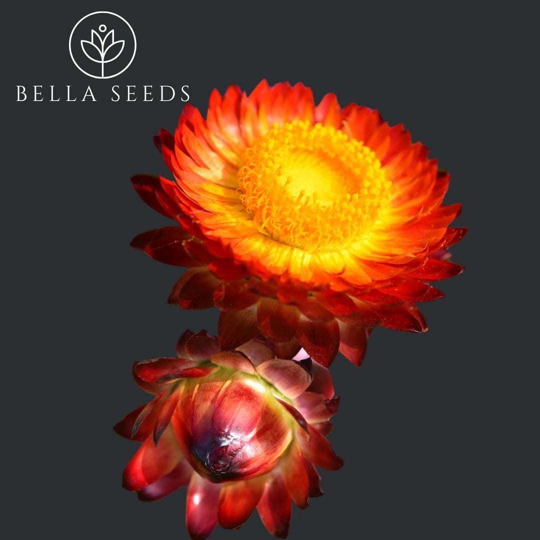 Strawflower King Size Fireball