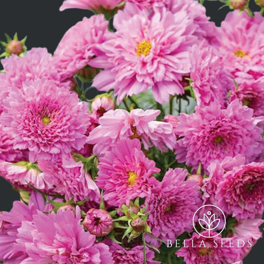 Cosmos Double Click Rose Bon Bon