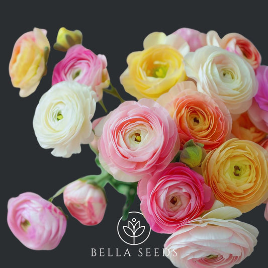 Pastel Peony Mix Ranunculus Corms
