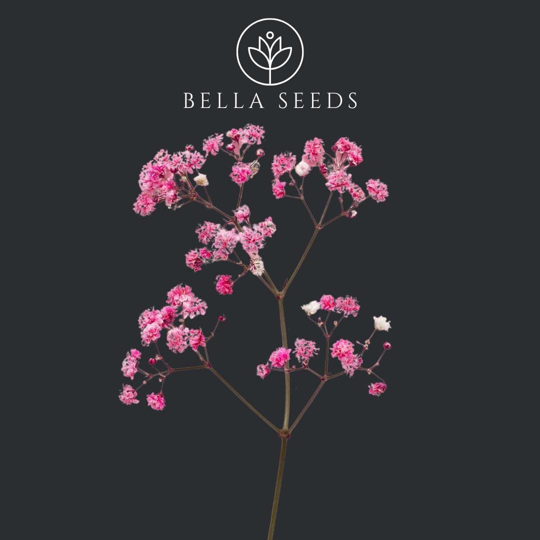 Babys Breath Deep Carmine